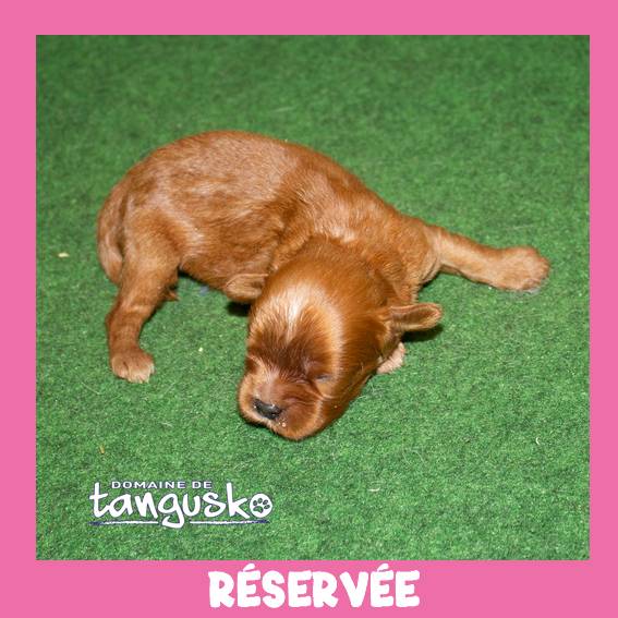 ckc_ruby collier violet_RESERVE