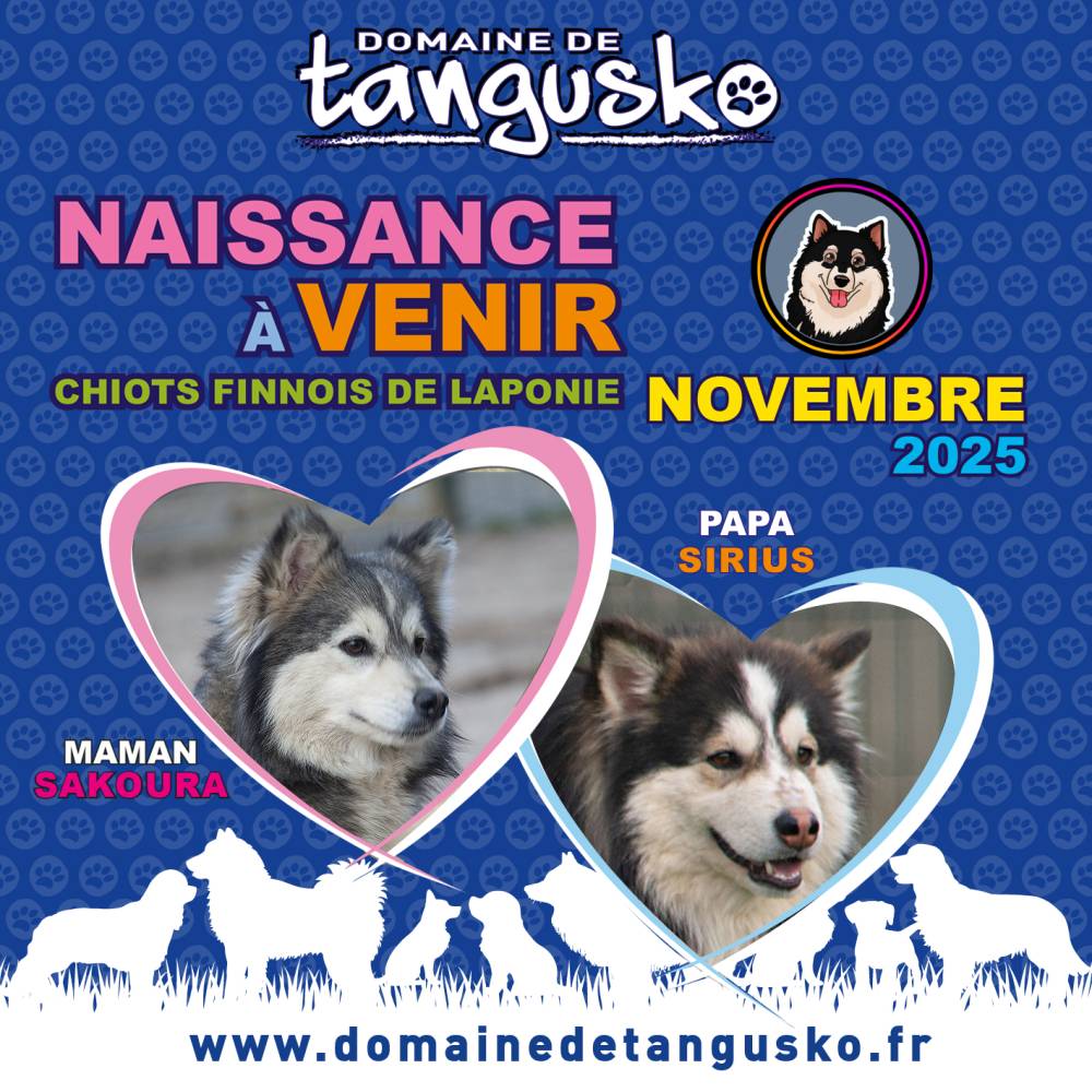 NAISSANCES A VENIR_SAKOURA_SIRIUS_TANGUSKO