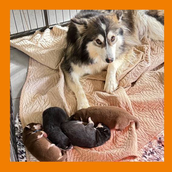 UTAH et ses petits_3