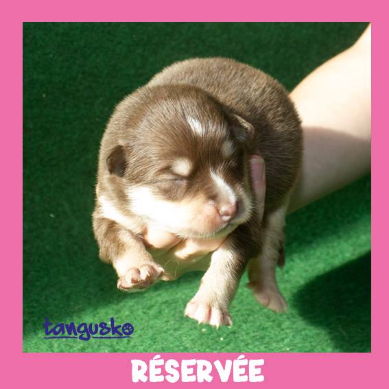 FEMELLE CHOCOLAT-RESERVEE