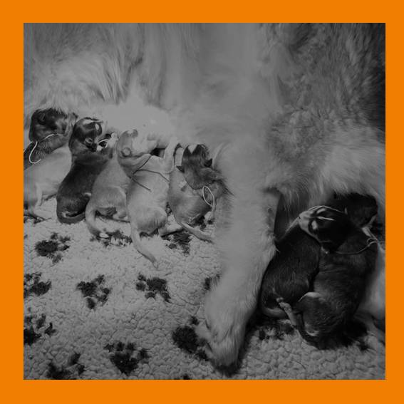 UKATA et ses petits_2