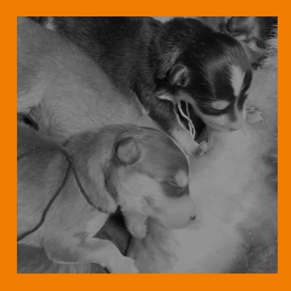 UKATA et ses petits_3