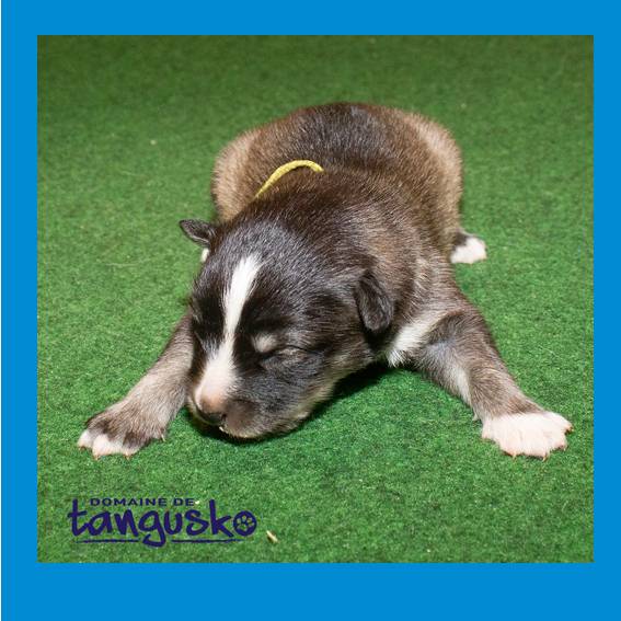 chiot male charbo collier vert clair