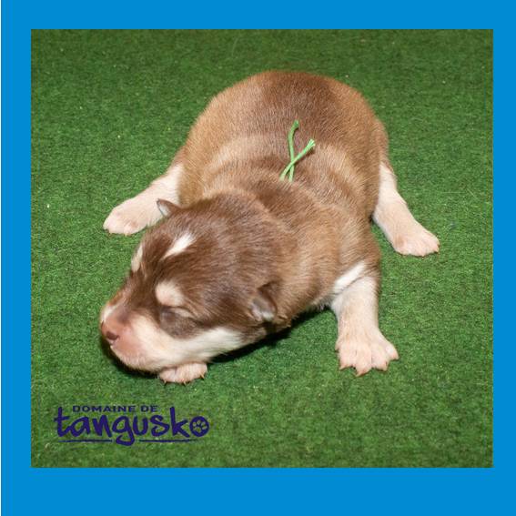 chiot male choco collier vert