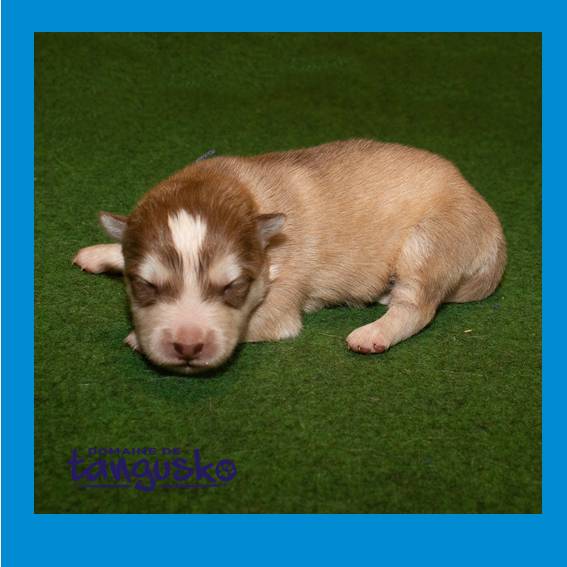 chiot male charbo creme collier bleu