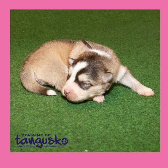 chiot femelle charbo creme collier noir