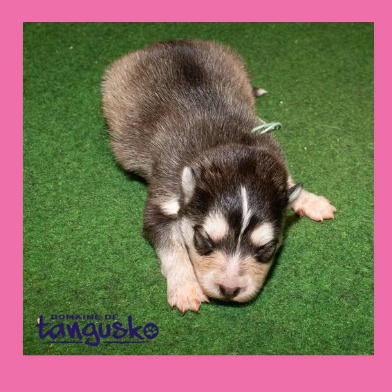 chiot femelle charbo collier turqu