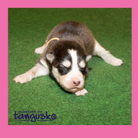 chiot femelle charbo collier beige