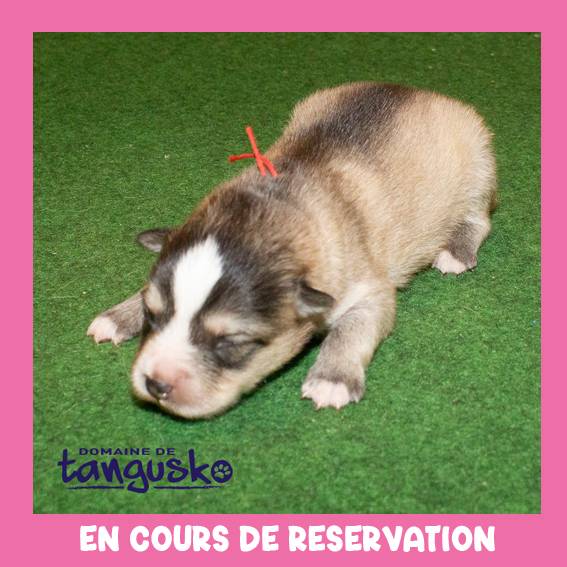 chiot femelle charbo claire collier rouge