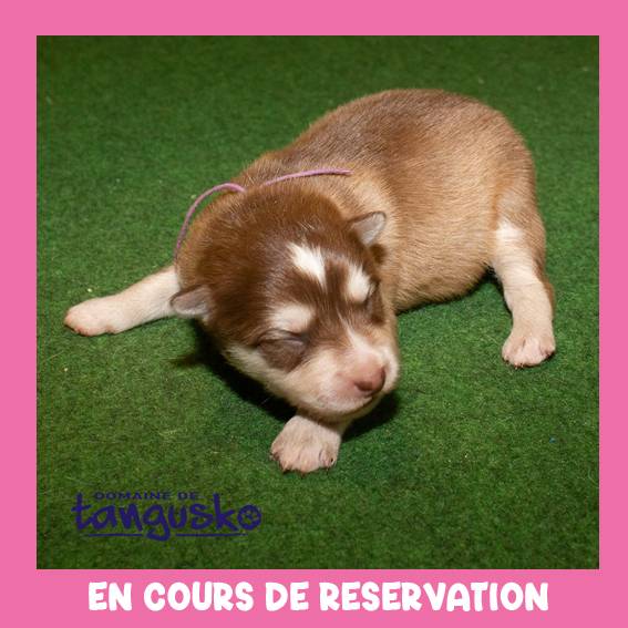 chiot femelle chocolat collier violet