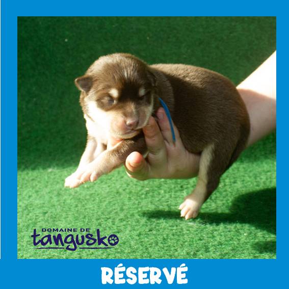 MALE CHOCO COLLIER BLEU