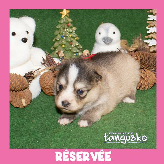 UKATA_femelle charb_collier rouge_RÉSERVÉE