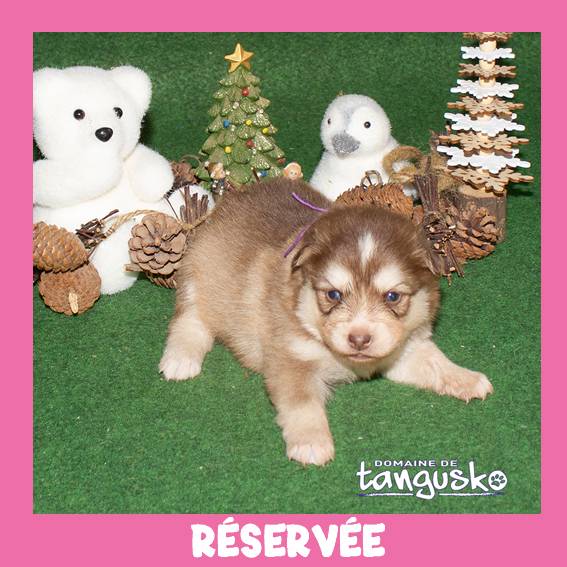 UKATA_femelle charb_collier violet_RESERVÉE