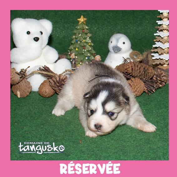 UKATA_femelle charbonnée_ANTIOPE_collier vert_RESERVÉE