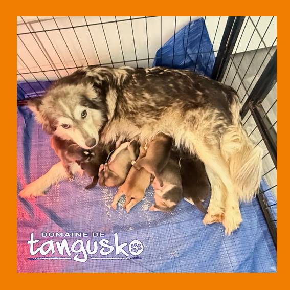 Sakura et ses petits_3