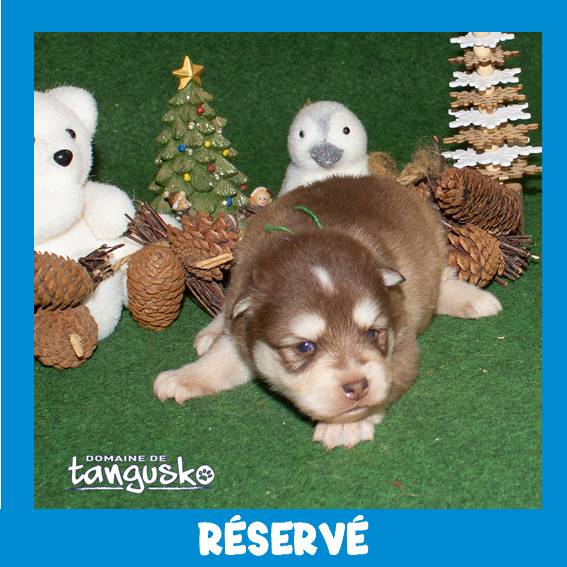 UKATA_male choco_collier vert_RESERVE