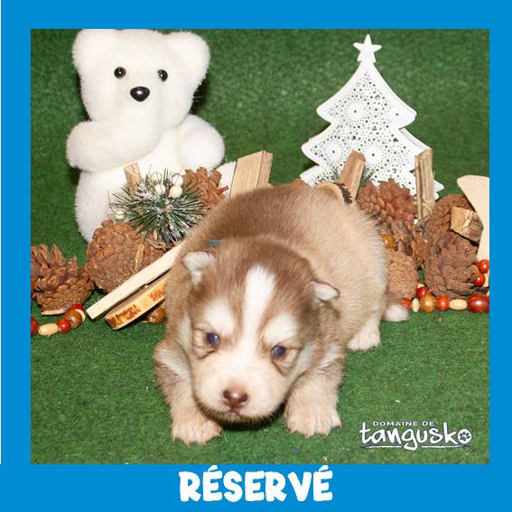 UKATA_male choco_collier bleu_RESERVE