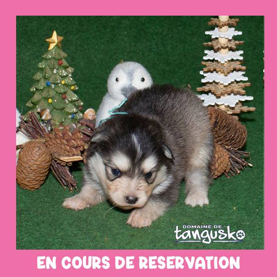 UKATA_femelle charbonnée_collier turquoise_RESERVEE