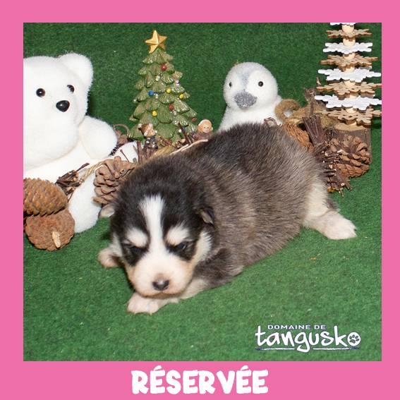 UKATA_femelle charbonnée_collier beige_RESERVEE