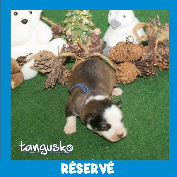 male charbonnée_collier bleu_RESERVE