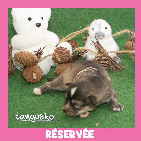 femelle charbonnée_collier beige_RESERVEE