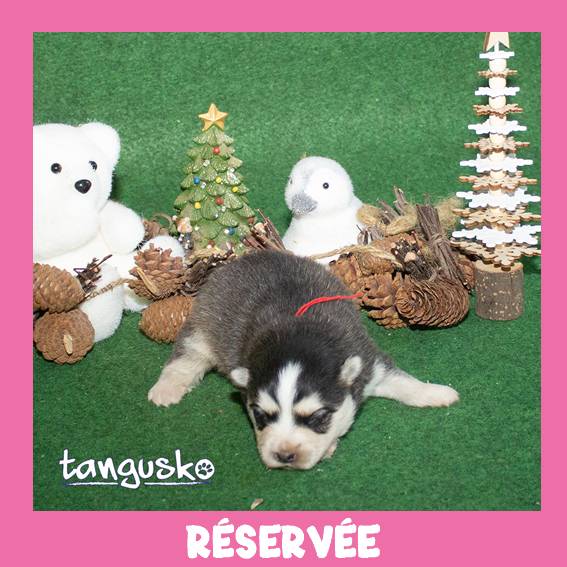 femelle charbonnée_collier rouge_RESERVEE