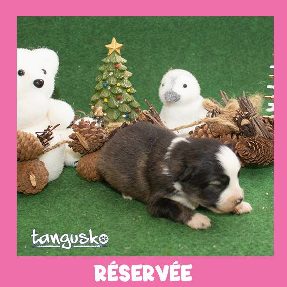 femelle charbonnée_collier vert_RESERVEE