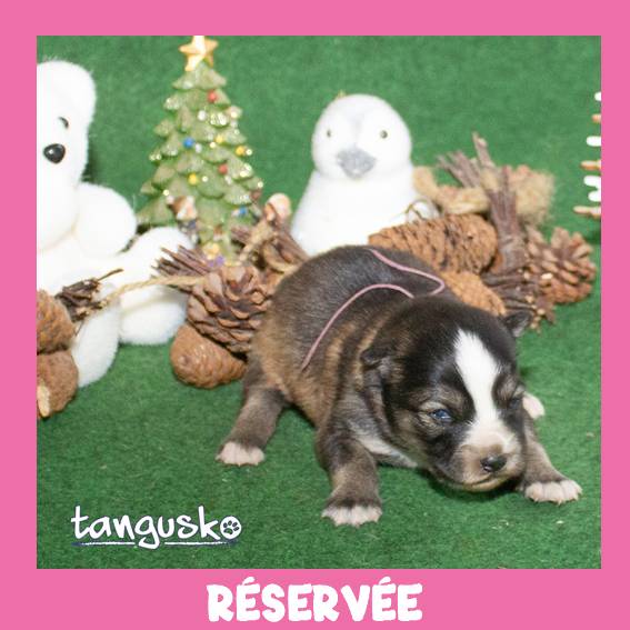 femelle charbonnée_collier violet_RESERVEE