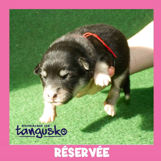 FEMELLE COLLIER ROUGE