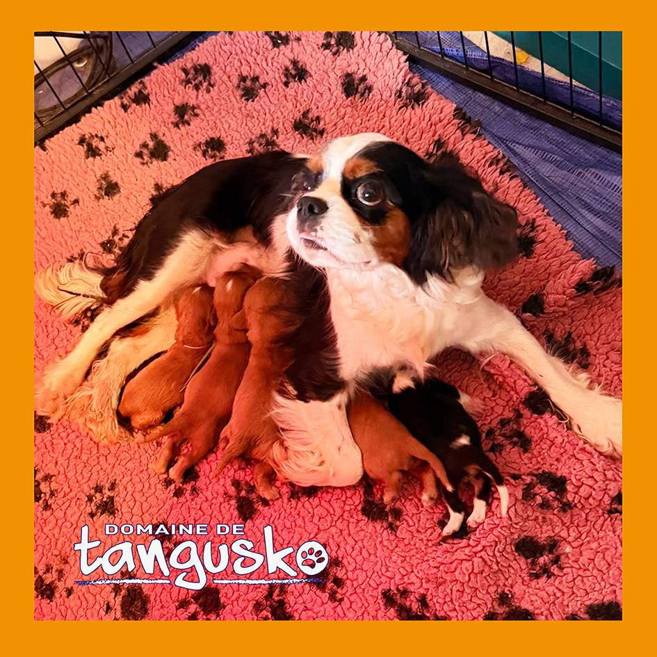 CKC_maman REPLAY et ses chiots