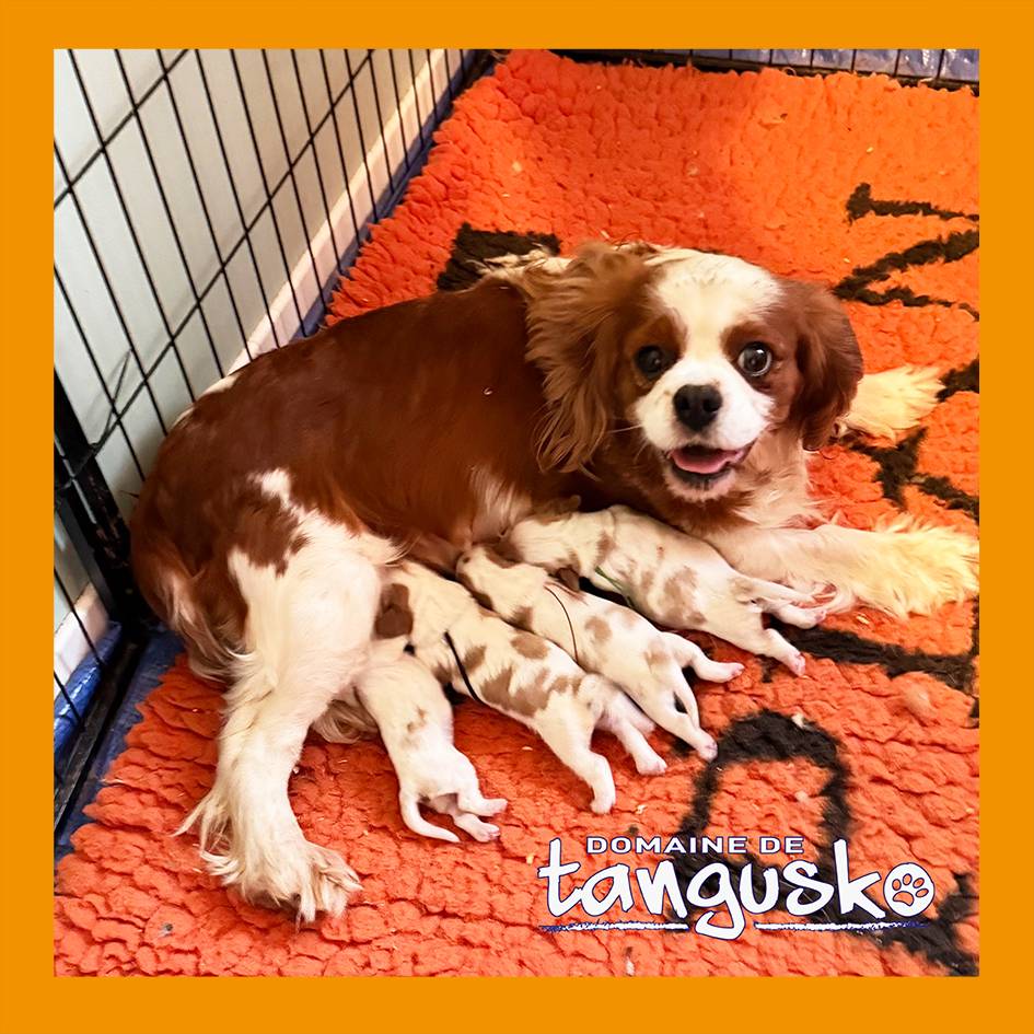 CKC_Pepper et ses chiots