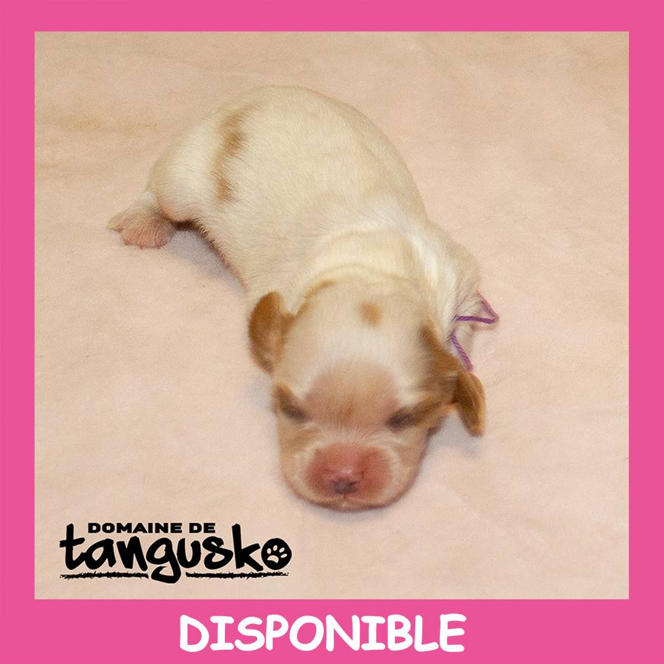 CKC_F blenh C violet