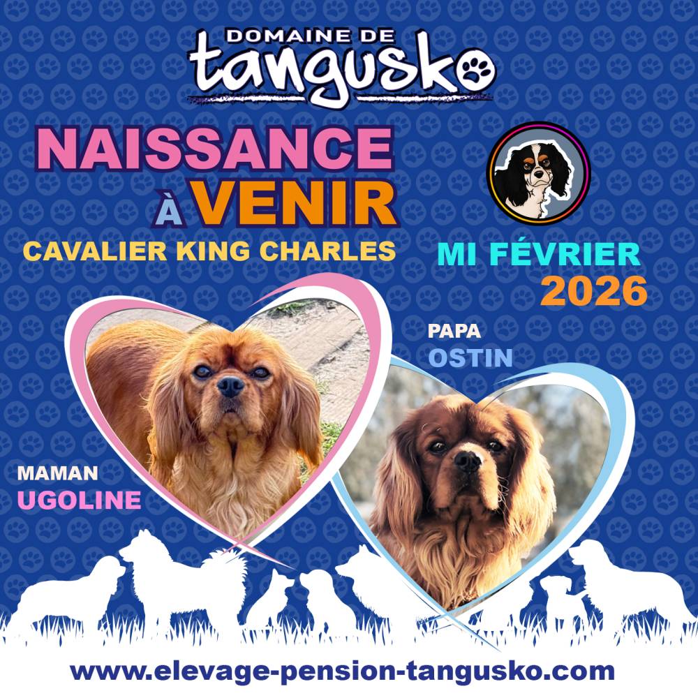 NAISSANCE CKC À VENIR