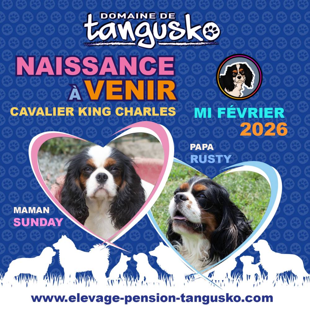 TANGUSKO_naissance a venir_SUNDAY-RUSTY_CKC