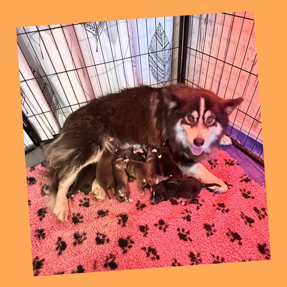 FINNOIS_Topaze et ses bebes