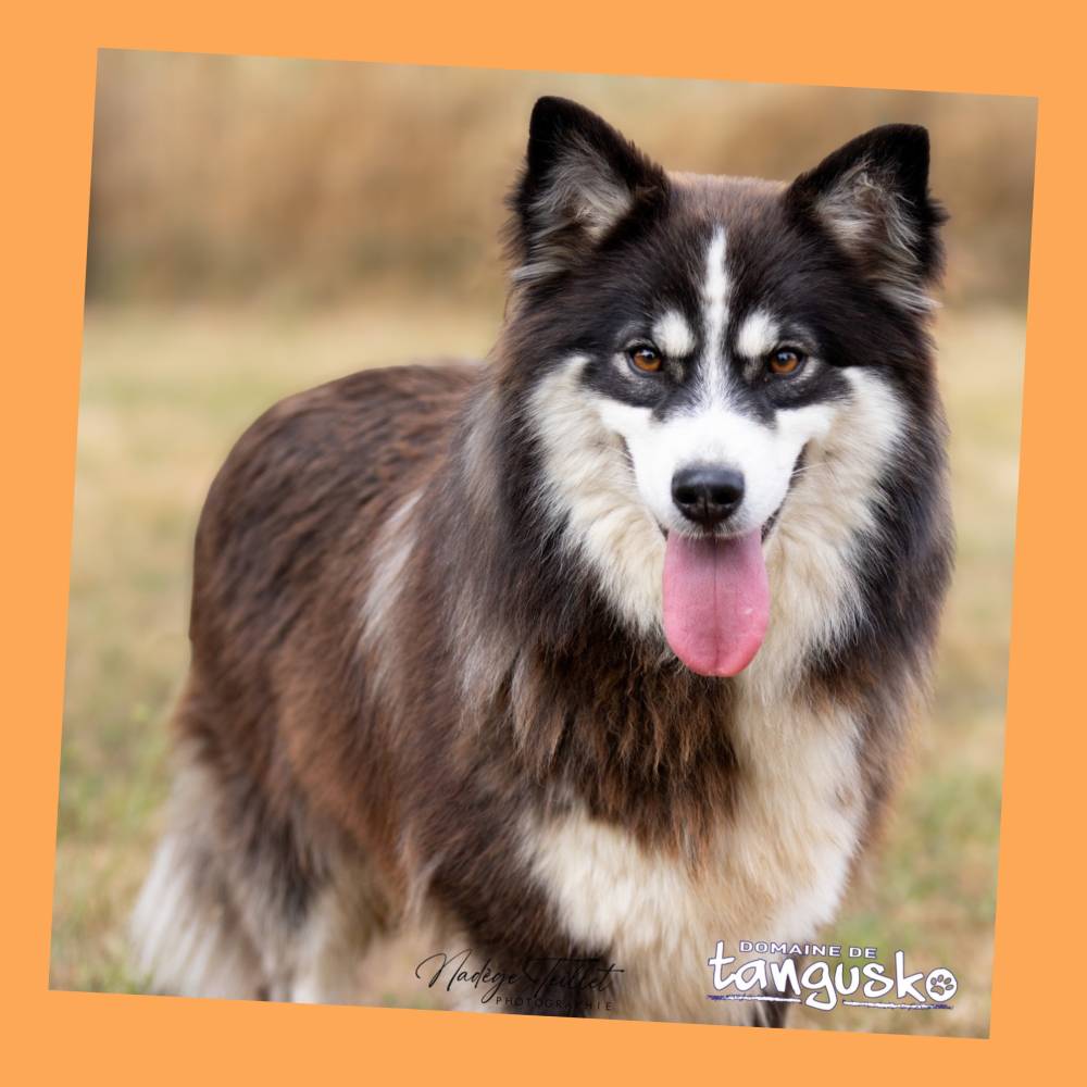 FINNOIS_Topaze la maman