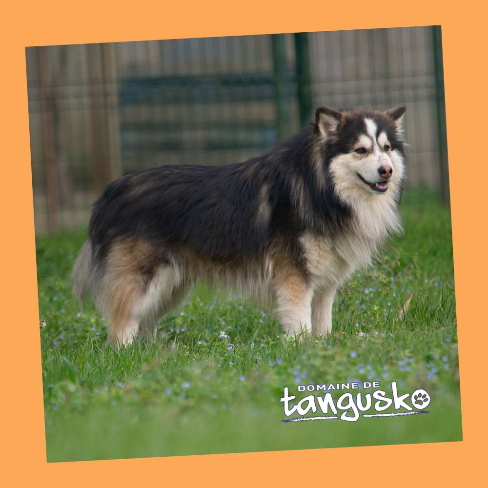 FINNOIS_Sirius le papa