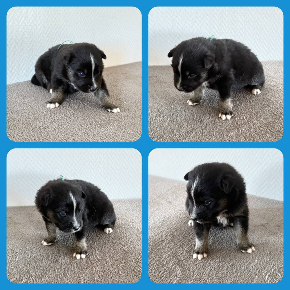 FINNOIS_MALE NOIR COLLIER VERT