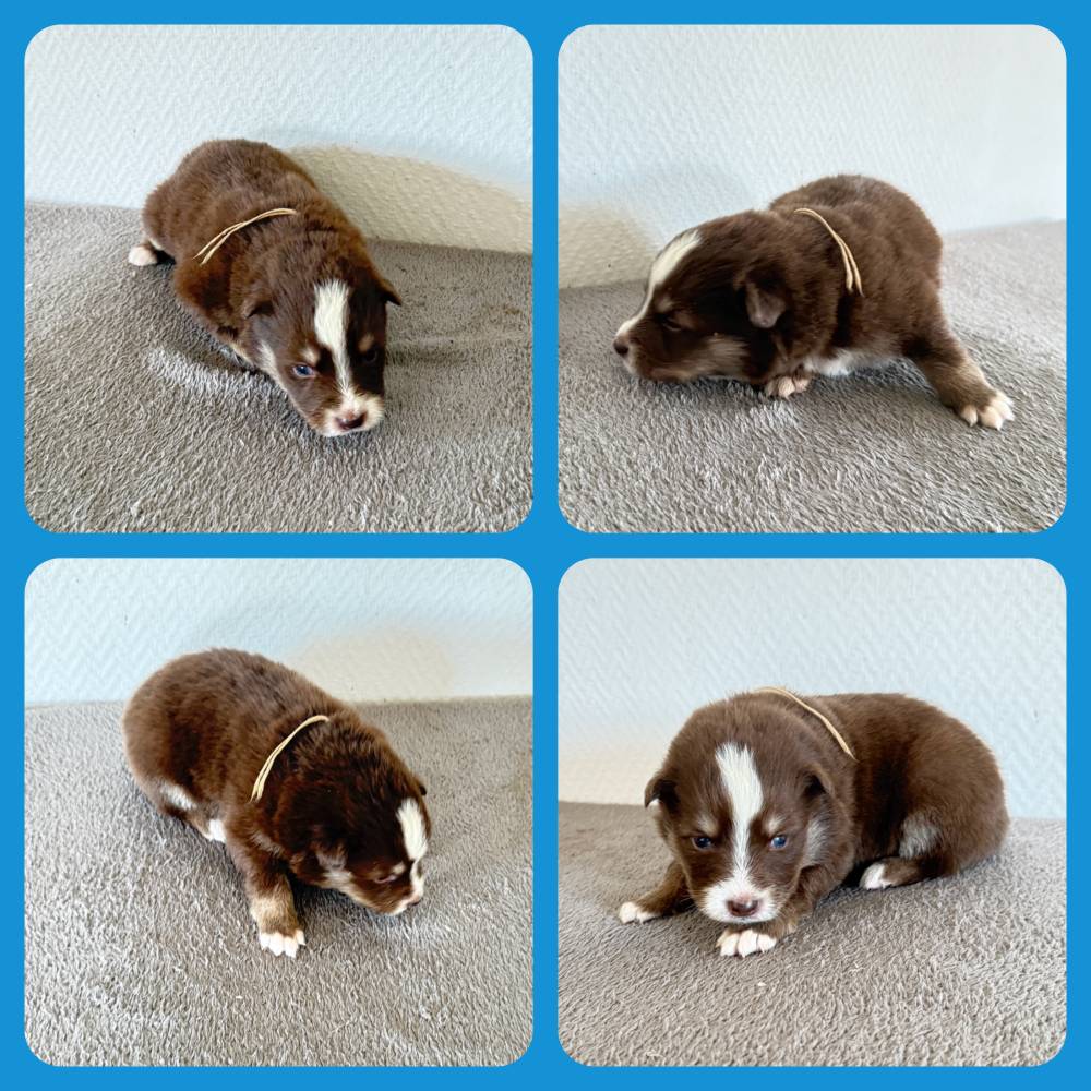 FINNOIS_MALE CHOCO_COLLIER BEIGE