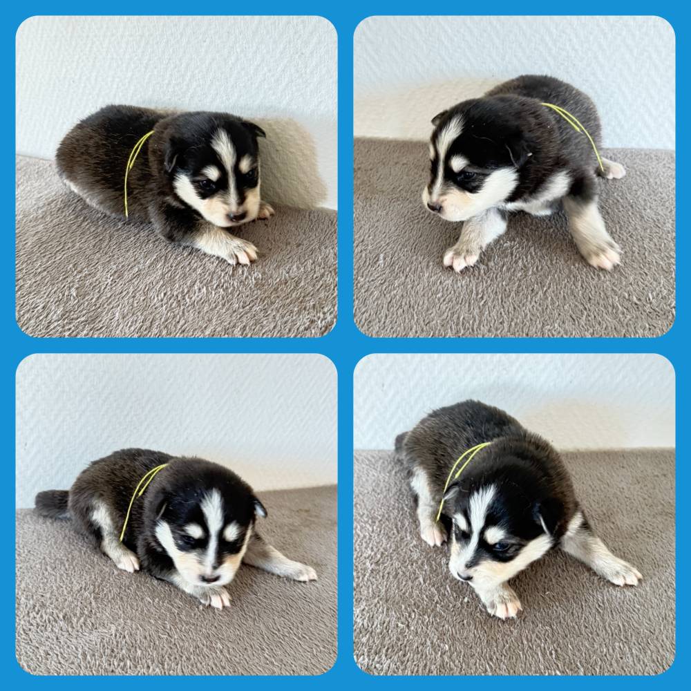 FINNOIS_MALE CHARB_COLLIER VERT CLAIR