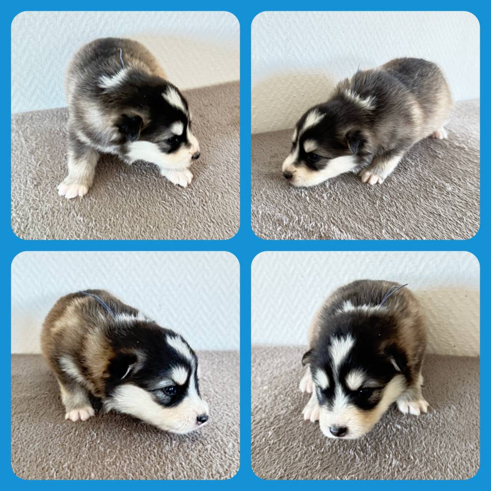 FINNOIS_MALE CHARB_COLLIER BLEU