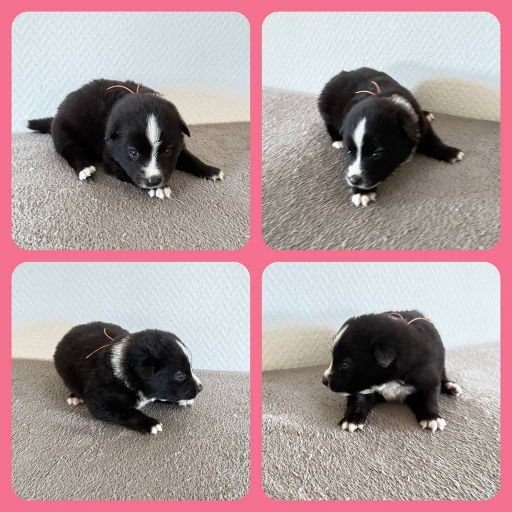 FINNOIS_FEMELLE NOIR_COLLIER ORANGE