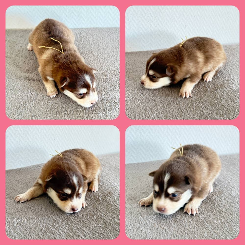 FINNOIS_FEMELLE CHOCO_COLLIER JAUNE