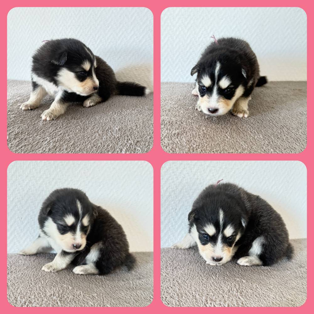 FINNOIS_FEMELLE CHARB_COLLIER VIOLET