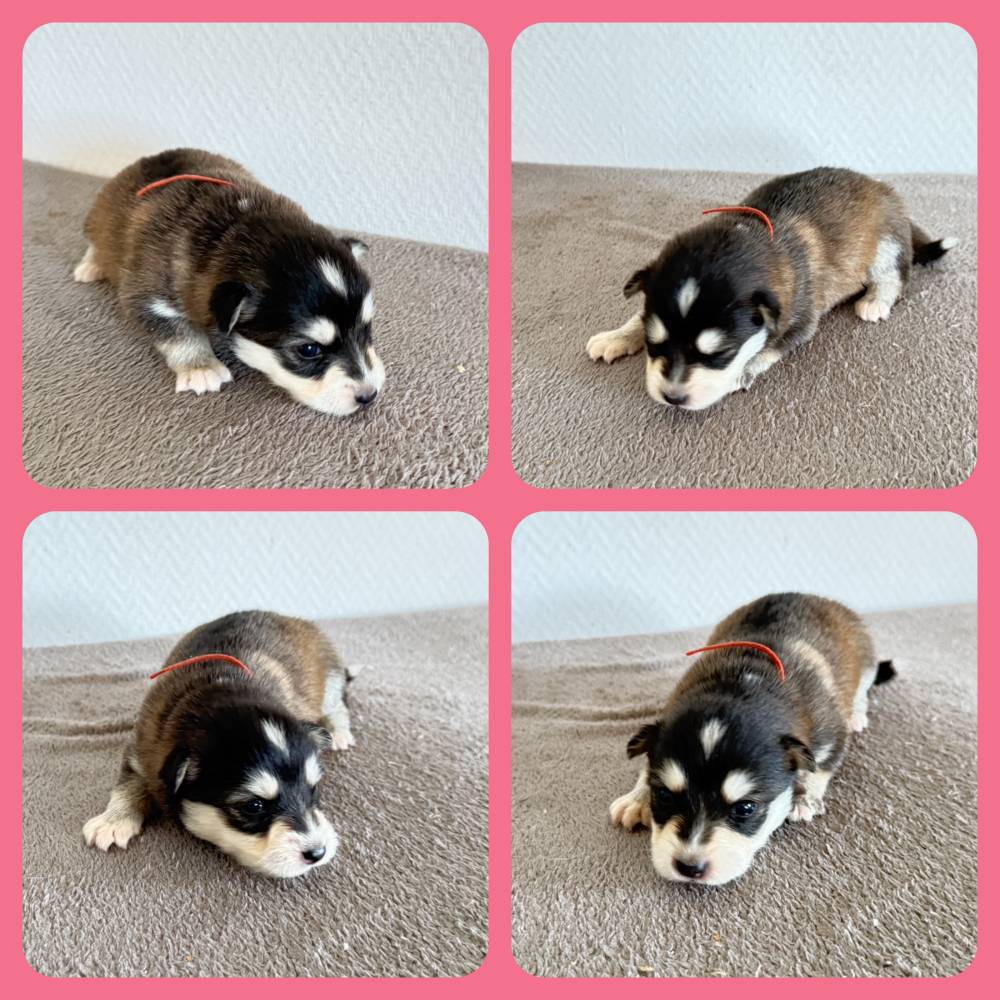 FINNOIS_FEMELLE CHARB_COLLIER ROUGE