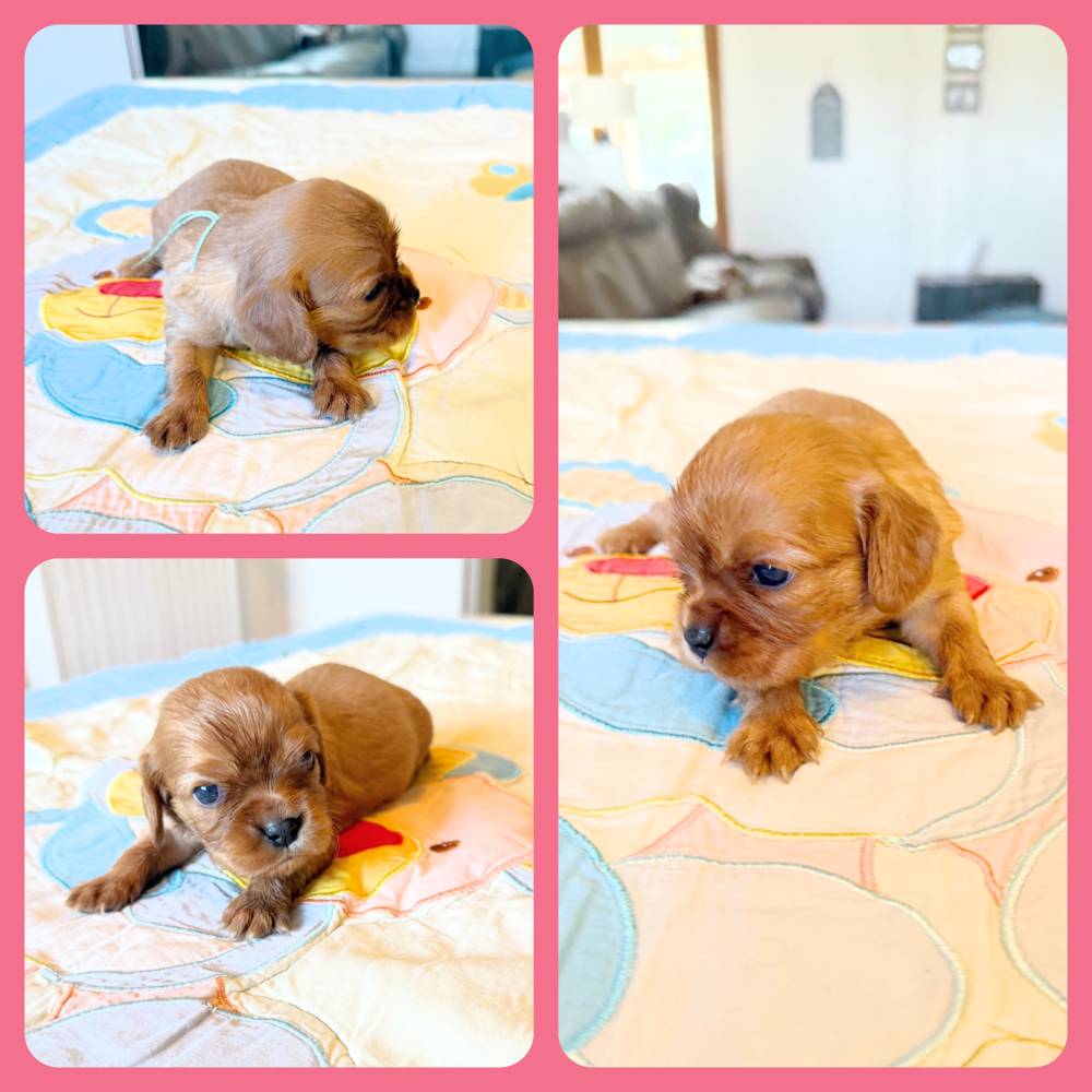 CKC chiot Ruby_femelle_collier turquoise