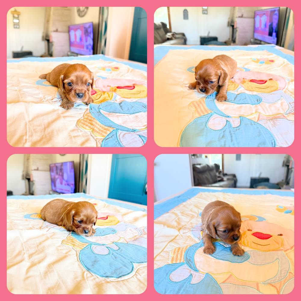 CKC chiot Ruby_femelle_collier beige