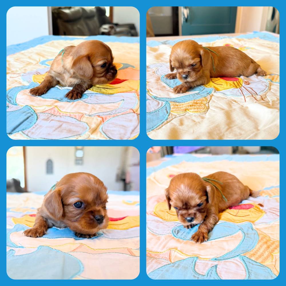 CKC chiot Ruby_male_collier vert