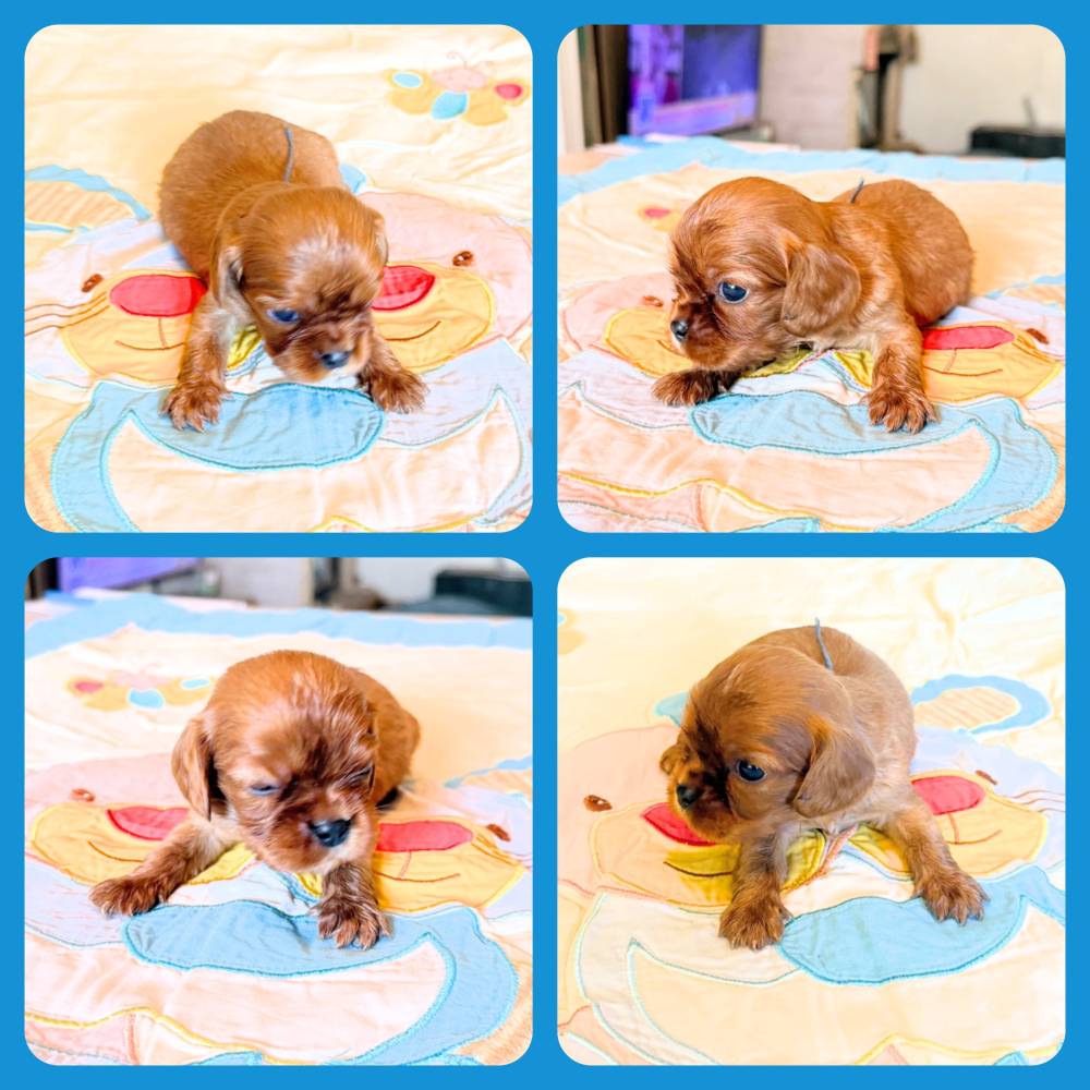 CKC chiot Ruby_male_collier bleu