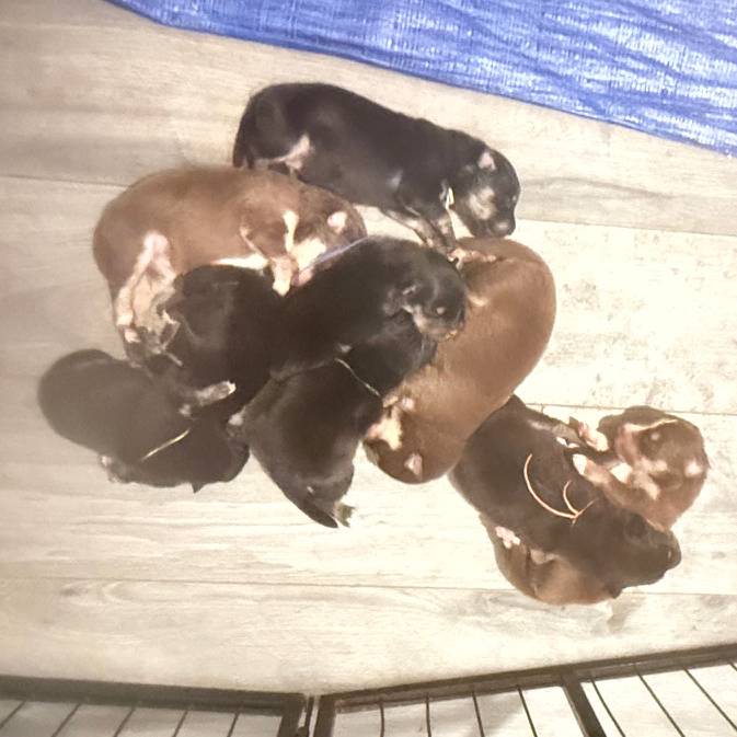 chiots de rune 3